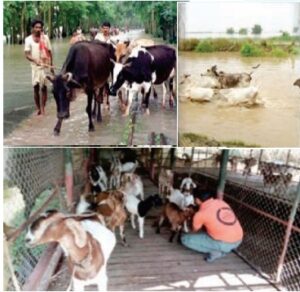 बाढ़/ आपदा के कारण पशु मृत्यु सहायता अनुदान योजना 2021